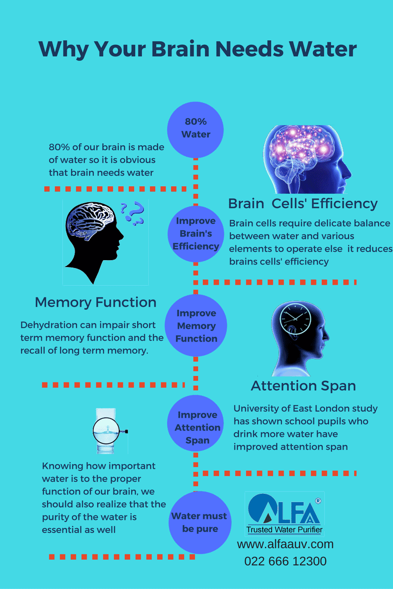 why your brain needs water